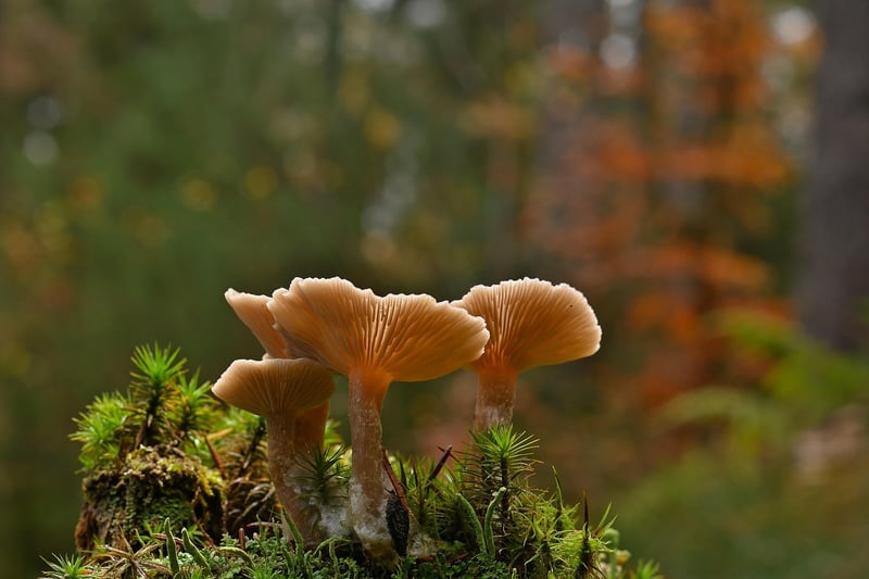 Organic Mushrooms